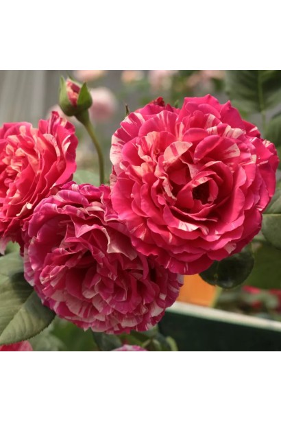 Роза Бест Импрешн – малиново-кремовые бутоны